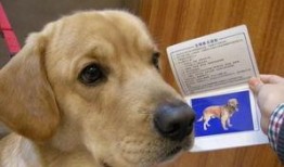 长春爆料养狗案件最新,最新进展与争议焦点解析